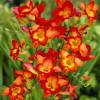 Freesia simple rouge