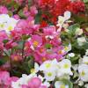 Bulbes Bgonias petit prix - Fin de saison