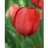 Tulipe Darwin 'Apeldoorn'
