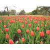 Tulipe Darwin 'Apeldoorn'