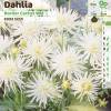 Dahlia Nain Cactus blanc