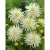 Dahlia Nain Cactus blanc