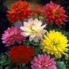 Dahlia Nain Deco en mlange