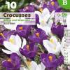 Crocus Vernus bleu blanc en mlange