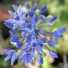 Ail décoratif bleu - Allium Caeruleum Azureum