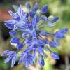 Ail dcoratif bleu - Allium Caeruleum Azureum