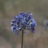 Ail dcoratif bleu - Allium Caeruleum Azureum