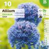 Ail dcoratif bleu - Allium Caeruleum Azureum