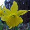 Narcisse trompette jaune