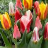 Tulipe Greigii en mélange