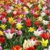 Tulipe fleurs de lis en mlange