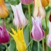 Tulipe fleurs de lis en mlange