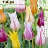 Tulipe fleurs de lis en mlange