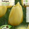 Tulipe Darwin 'Golden Parade'