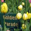 Tulipe Darwin 'Golden Parade'