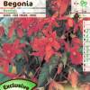 Bgonia Bertinii orange-rouge