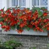 Bgonia Bertinii orange-rouge