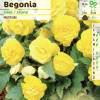 Bgonia Multiflora Jaune