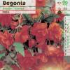 Bgonia Retombant Orange