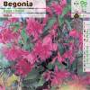 Bgonia Retombant Rose