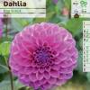 Dahlia Ball 'Boy Scout'