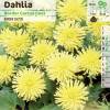 Dahlia Nain Cactus Jaune