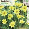 Dahlia Topmix Jaune