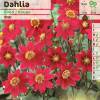 Dahlia Topmix Rouge