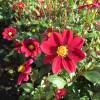 Dahlia Topmix Rouge