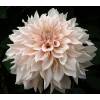 Dahlia Grandes Fleurs Dcoratif 'Caf au lait'