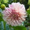 Dahlia Grandes Fleurs Dcoratif 'Caf au lait'