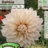 Dahlia Grandes Fleurs Dcoratif 'Caf au lait'