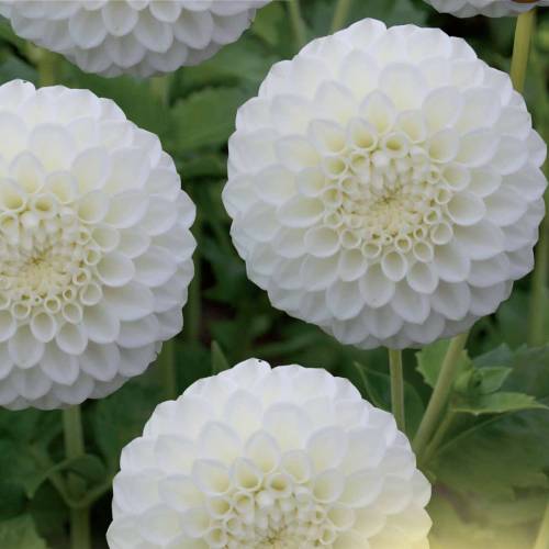 Dahlia Pompon 'Snowflake' : vente Dahlia Pompon 'Snowflake' /