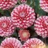 Dahlia Pompon 'Little William'