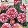 Dahlia Pompon 'Little William'