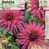 Dahlia Nain Cactus Mauve