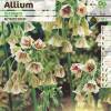 Ail dcoratif de Sicile - Allium Siculum