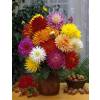 Dahlia Nain Cactus en mlange