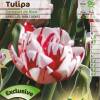 Tulipe double tardive 'Carnaval de Nice'
