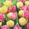 Tulipe double htive Fox Trot en mlange