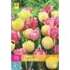 Tulipe double htive Fox Trot en mlange