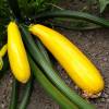 Courgette Gold Rush hybride F1