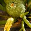 Courgette ronde de Nice