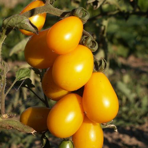 RARE Jaune Petite Poire Tomate 10 Graines Vendeur Britannique