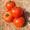 Tomate Fandango hybride F1