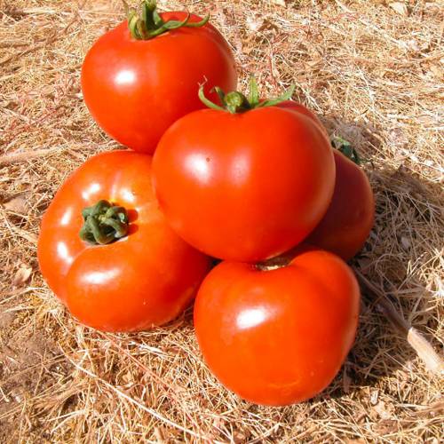 25 Graines Légumes-tomate-FANDANGO