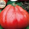 Tomate Liguria