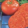 Tomate Supersteak Hyb. F1