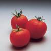 Tomate Montfavet 63/5 Hyb. F1