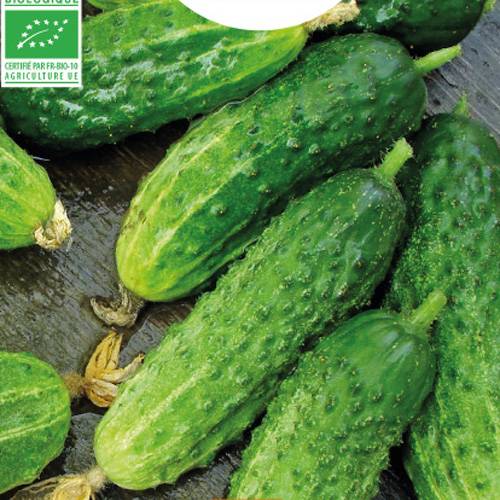 Cornichon Diamant hyb F1 vente Cornichon Diamant hyb F1